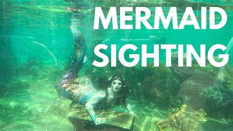 Real Mermaid Swims At The Long Island Aquarium Youtube