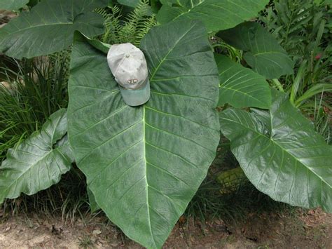 Elephant Ears Xanthosoma Plant Care And Collection Of Varieties