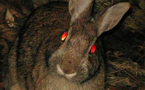 Top 30 Animals With Glowing Eyes At Night Red Yellow Green And More