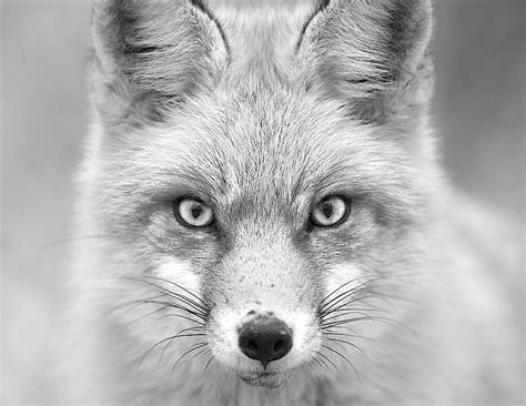 Fox In Black And White Taking A Course In Black And White Flickr