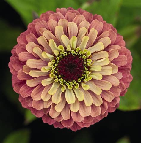 Growing A Rainbow Of Different Zinnia Varieties Flower Seeds Beautiful Flowers Zinnias