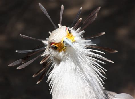 A Flurry Of Feathers The Crazy Head Of The Secretary Bird Flickr