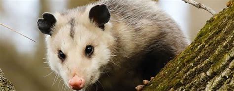 Trapping Opossum Opossum Traps