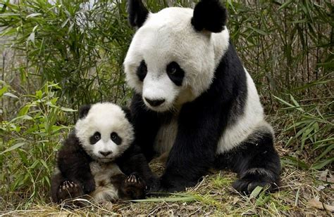 Animalesysuscrias8 Baby Animals Pictures Baby Panda Bears