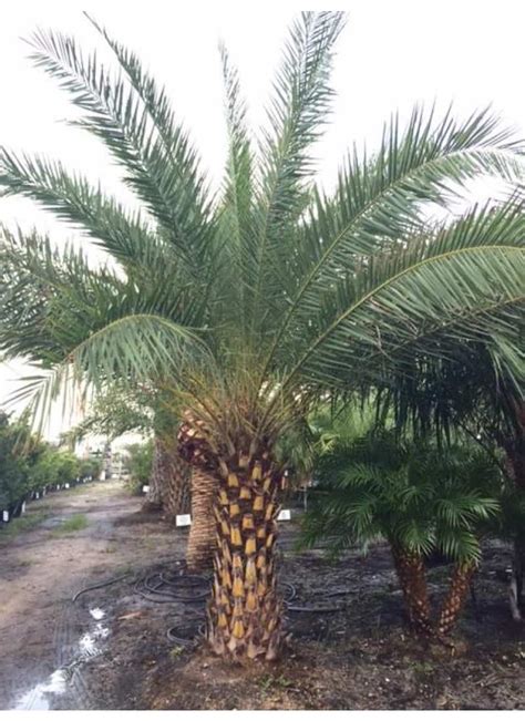 Sylvester Date Palm Liberty Landscape Supply