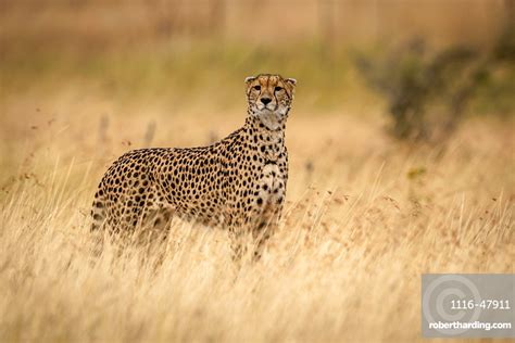 Cheetah Acinonyx Jubatus Stands In Stock Photo