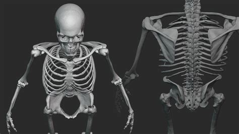 Artstation Male Skeleton Sculpt Resources
