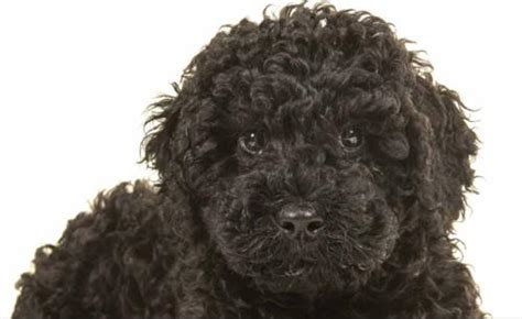 44 Top Images Black Curly Hair Dog 13 Curly Haired Dog Breeds Pspgame2u