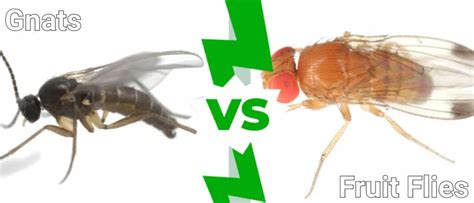 Gnats Vs Fruit Flies 4 Key Differences Imp World