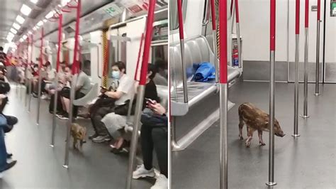 Riding Round Town Baby Boar Takes Mtr At Quarry Bay Changes To Cross