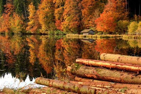 Trees Forest House Logs Lake Reflection Autumn Wallpapers Hd