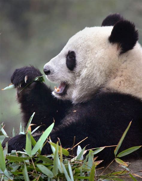 Panda Poop To Be Made Into Paper