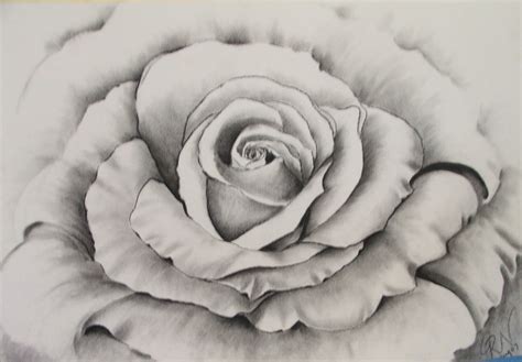Get Pencil Rose Flower Painting 