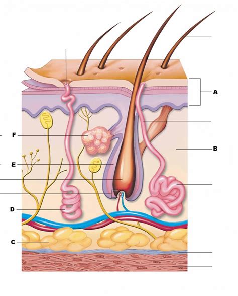 Bio201 skin skin model anatomy models labeled human anatomy and physiology the skin is an organ that forms a protective barrier against germs (and other select from premium human skin of the highest quality. The structure labeled in question : Biological Science ...