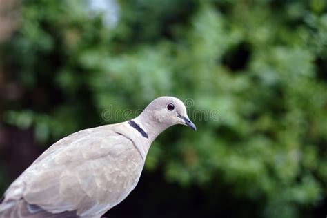 Grey Dove Stock Image Image Of Outdoors Balanced Foliage 1002245