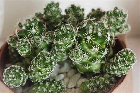 How To Grow And Care For Indoor Cactus