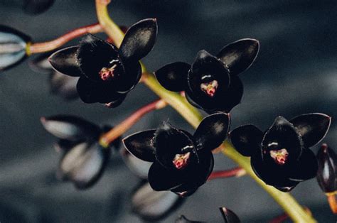 Descobrir 48 Image Tipos De Orquídeas Raras Pt