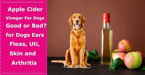 Apple Cider Vinegar For Dogs Good Or Bad Benefits For Dogs Ears