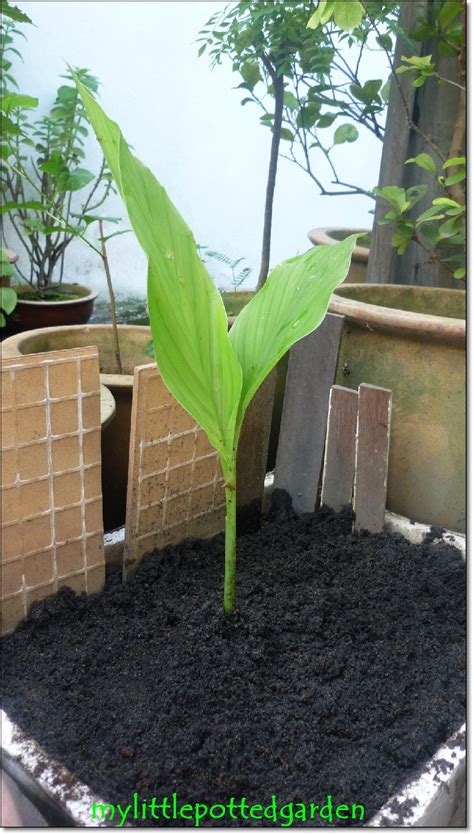 Because turmeric is grown from the rhizome or tuberous root, it is easy to save and reap the rewards season after season. My Little Potted Garden: Turmeric