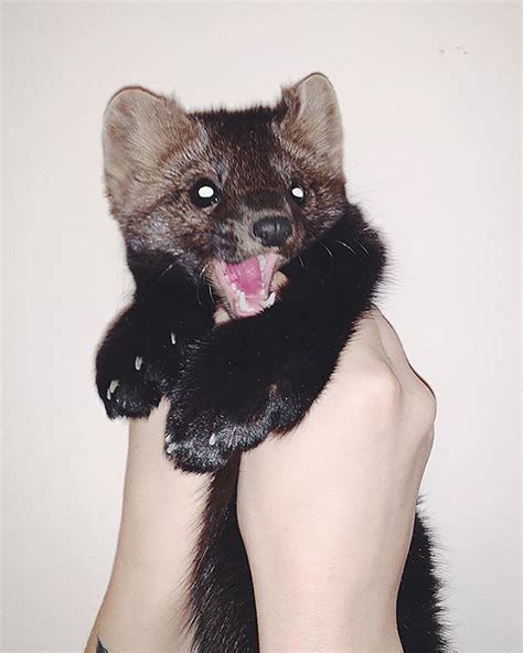 Russian Sable Saved From A Fur Coat Farm Goes Viral Photos Russia