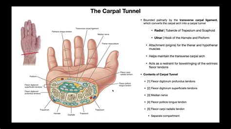 Anatomy And Contents Of The Carpal Tunnel Youtube