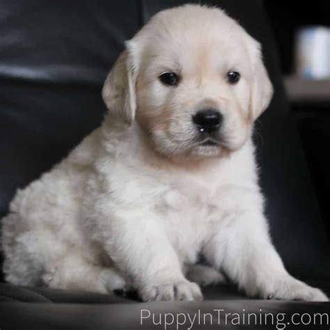 All of the them were female. English Cream Golden Retriever Puppies From Newborn To 8 ...