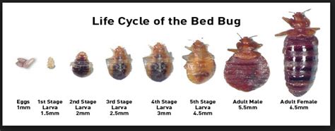 Bugs Often Mistaken For Bed Bugs Bed Bug Get Rid