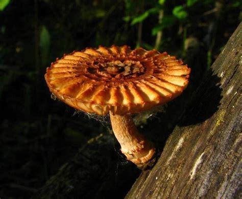20 Best Oklahoma Native Edibles Images On Pinterest Fungi Mushrooms