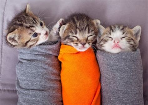 Cute Overload Cute Cats And Kittens Kittens Cutest Cool Cats Kitty