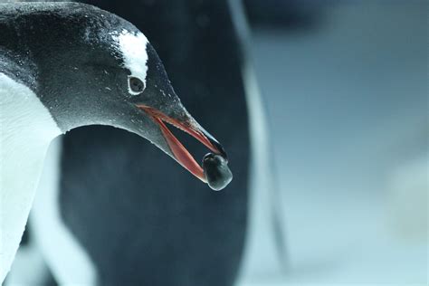 Penguins Mouth Inside 20 Rare Views That Show A Different Side Of