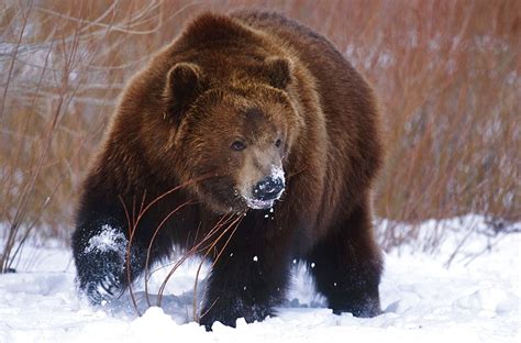 Amazing Animals 26 The Kodiak Bear — Steemit