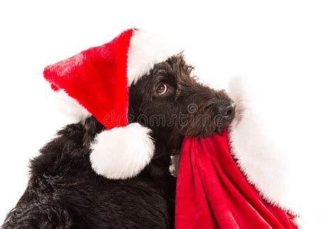 Black Dog In Santa Cap Stock Photo Image Of Domestic 80947774