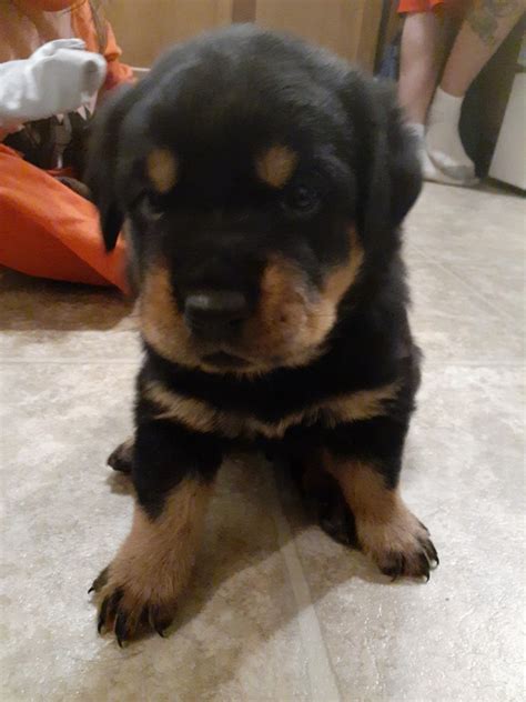 Rottweiler Puppies For Sale | Onamia, MN #313108 | Petzlover