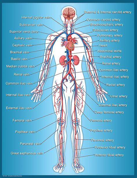 Circulatory System Organs