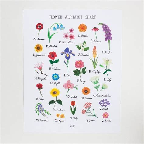 Alphabet List Of Flowers