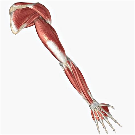 Tutorials and quizzes on muscles that act on the arm/humerus (arm muscles: 3ds max arm muscles bones ligaments