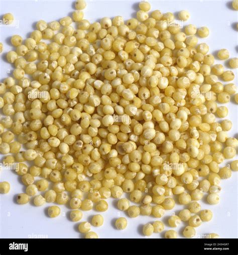 Ear Of Millet Hi Res Stock Photography And Images Alamy
