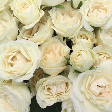 Vanilla Cream Spray Rose Diy Wedding Rose Fiftyflowers