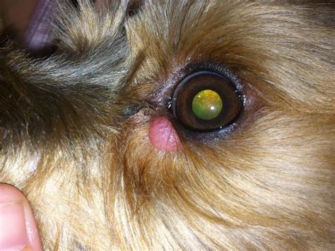Swollen Bump Under My Yorkies Eye Puppy Forum And Dog Forums