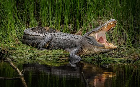 Wallpaper Animals Wildlife Crocodiles Swamp Reptile Fauna