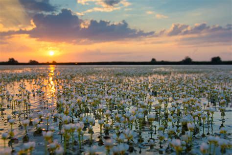 din nou film documentar Șapte plante intalnite in delta dunarii