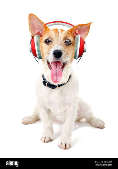 Cute Dog With Headphones Isolated On White Stock Photo Alamy
