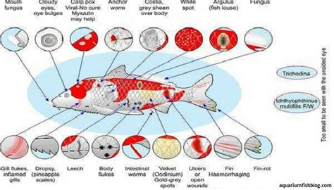 10 Common Aquarium Fish Diseases How To Treat Your Aquarium Fish