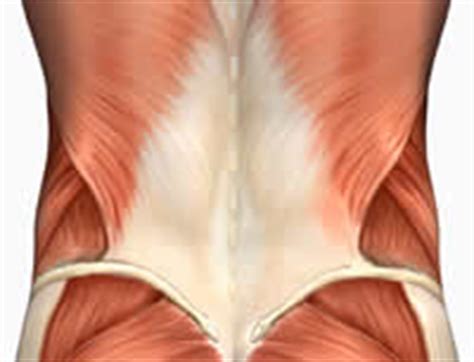 Pain in the low back to a specific disease, rather it is a symptom from variety of diseases and low back pain symptoms and signs. Erector Spinae Exercise List with Training Notes and a Workout