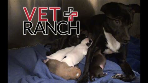 Expectant Momma Dog Saved Hours Before Euthanasia Youtube
