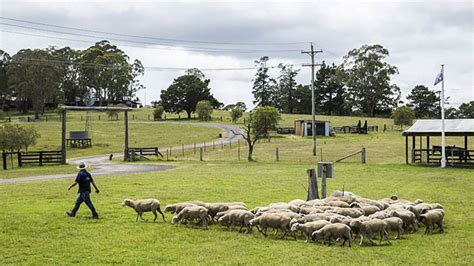 Australian Outback Sheep Farm