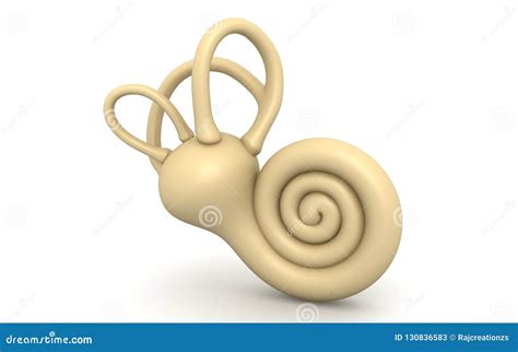 Cochlea Ear Anatomical Structure With Organ Parts Description Outline