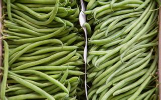 Последние твиты от haricot vert (@harrycovair). Artichaut, asperges, haricots, pois - Légumes - Au jardin ...