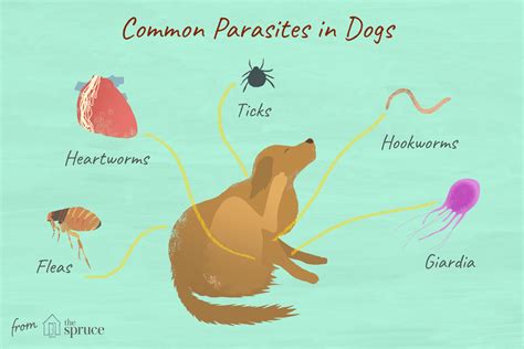 Canine Parasites Can Infest Your Dog Both Internally And Externally