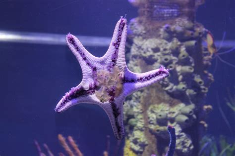 5 Reef Safe Starfish For Your Aquarium Reef Tank Advisor